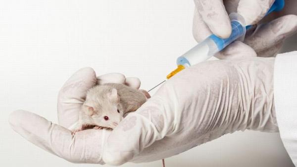 علماء يطورون لقاحا تجريبيا لـ"كوفيد 19" أثبت فعاليته مع الفئران