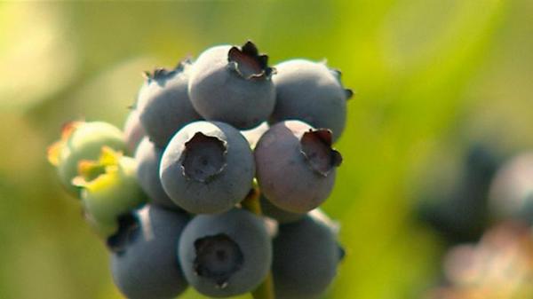 تناول كوب من التوت الأزرق يومياً قد يغير حياتك!