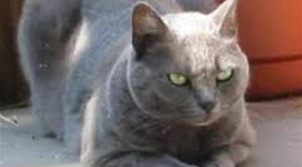 زوجان يتصلان بالشرطة لينقذهما من قطّ غاضب