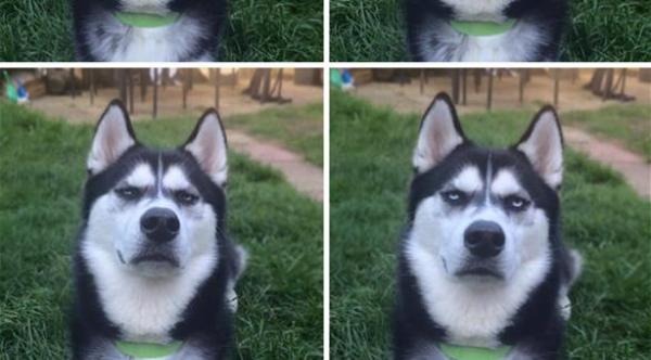 كيف يبدو وجه الكلب حين يدرك تعرضه لخدعة