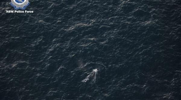 تحرير حوت صغيرمن شباك صيد  بواسطة طائرة هليكوبتر