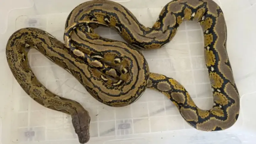 ثعبان طوله 3 أمتار داخل حافلة يثير الذعر في تركيا!