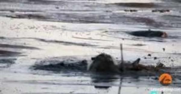 بالفيديو.. فرس نهر يقتل غزالة أثناء فرارها من أسد