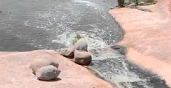 بالفيديو.. لقطات طريفة لتمساح يتزحلق على صخرة داخل حديقة بالمغرب