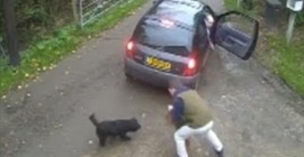 3.5 مليون مشاهدة لـ«فيديو» سرقة كلبين