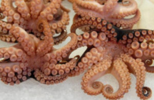 السجن مدى الحياة لرجل أطعم صديقته وجبة "أخطبوط حي"