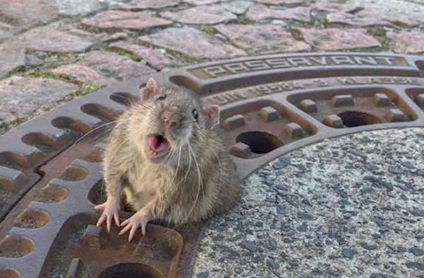 بالفيديو: فأر سمين يخلق الحدث في ألمانيا ويستنفر رجال الاطفاء لإنقاذه