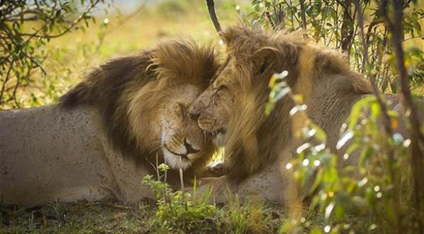 بالصور: أسد وفرس نهر وطيور في لحظات رومانسية