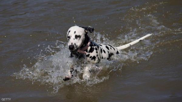 قصة وفاء كلب .. سبح أميالا للعثور على عائلته