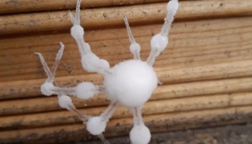 غزو مرعب لعناكب "الزومبي" يثير ذعر سكان شرق لندن