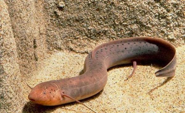 بالفيديو: «السمكة الرئوية» تعيش بدون ماء لأربع سنوات