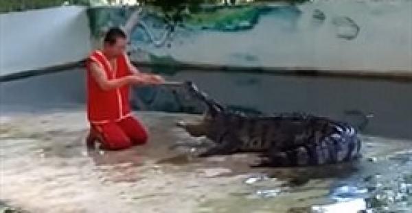 بالفيديو والصور.. تمساح يطبق على رأس حارسه في تايلاند