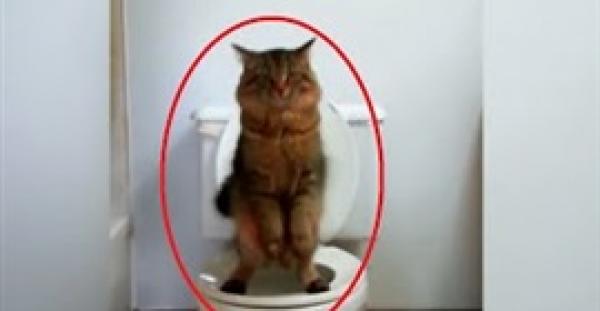 بالفيديو.. قطة تستخدم «التواليت» ببراعة مثل الإنسان