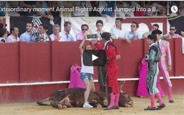 بالفيديو: ناشطة تقفز إلى الحلبة لحماية ثور يلفظ أنفاسه الأخيرة