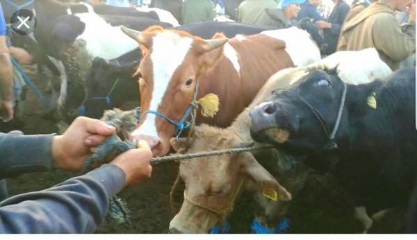 الحمى القلاعية تُغلق المجازر الجماعية وأسواقا للماشية (وثيقة)