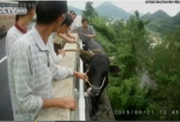 بالفيديو: إنقاذ بقرة احتجزت على طرف طريق سريعة مرتفعة