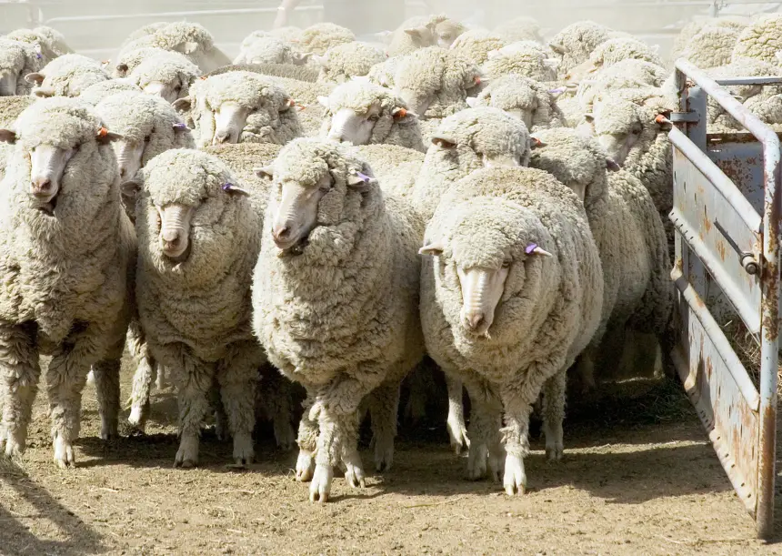 هل ستنجح في خفض أسعار اللحوم.. تفاصيل اتفاق غير مسبوق لاستيراد الأغنام من أستراليا