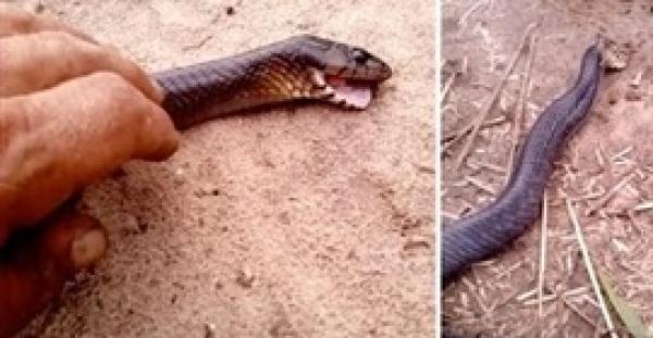 بالفيديو.. لقطات صادمة لأفعى تتظاهر بالموت