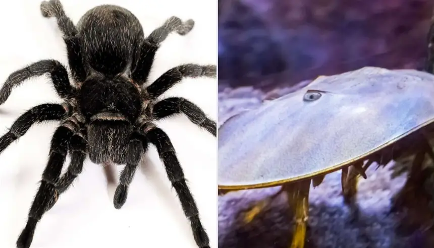 اكتشاف واعد: بروتينات من الرتيلاء وسرطان البحر لعلاج سرطان الجلد المقاوم