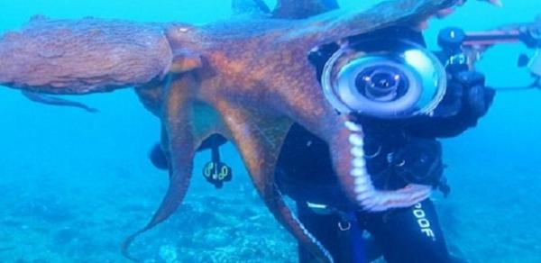 أخطبوط عملاق يهاجم أحد الغواصين ويسحبه نحو الأعماق(فيديو)