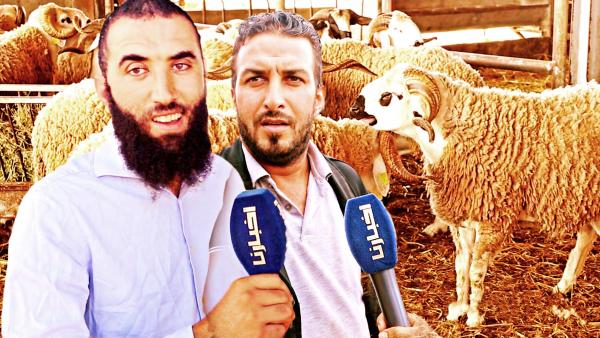 مغاربة يفضلون اقتناء أكباش العيد من الضيعات بدل الأسواق.. نصائح مهمة باش ماتتصيدش