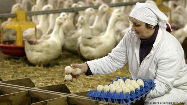 بيض البط.. فوائده كثيرة لكنه لا يخلو من أضرار