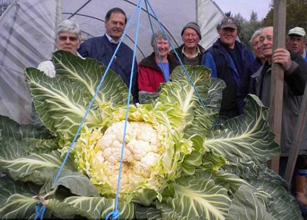 بريطاني يزرع قرنبيطة وزنها 27 كيلو