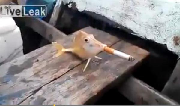 بالفيديو: هل شاهدت سمكة تدخن سيجارة؟