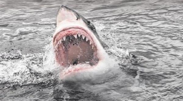 أستراليا: ستيني يلقى حتفه إثر تعرضه لهجوم من سمكة قرش