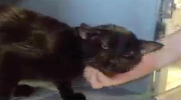 بالفيديو: تعرف على القطة التي لقبت بالوطواط