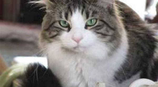 قطة في نيوزيلندا تعمل في "تجارة المخدرات"