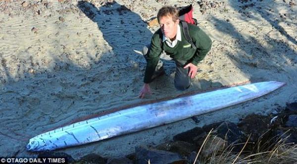 بالصور: سمكة طولها 3 أمتار تأكل ذيلها وتسبح رأسياً