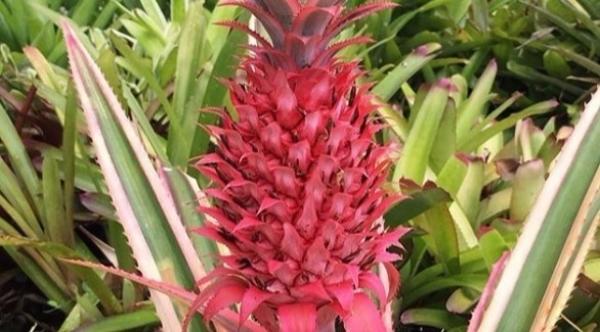 الأناناس الوردي المعدل وراثياً في الأسواق