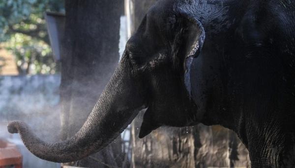 نفوق الفيلة الوحيدة في الفلبين