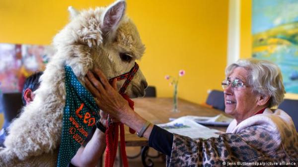 كيف يمكن لحيوان "الألبكة" و"اللاما" أن يحمي الإنسان من كورونا؟