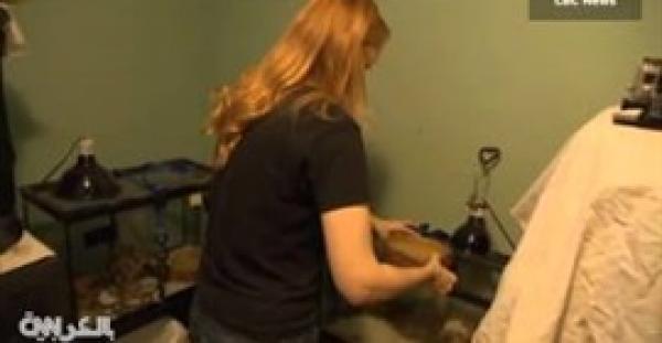 بالفيديو.. العثور على 100 ثعبان بإحدي المنازل بكندا