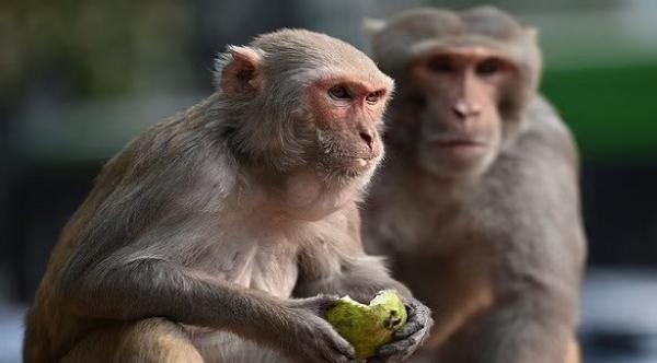 وفاة مزارع هندي بسبب تعرضه لهجوم من 30 قرداً غاضباً