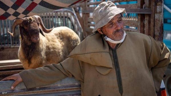 تزامنًا مع تأخر التساقطات المطرية.. مَطالب عاجلة على طاولة وزير الفلاحة لإنقاذ مربي الماشية