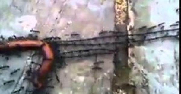 بالفيديو.. شاهد كيف يعبر النمل بطعامه المياه