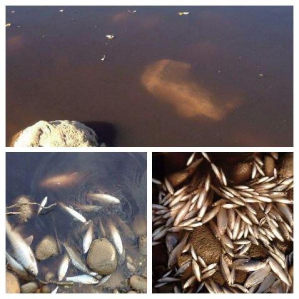 خطير بالصور .. كارثة بيئية بواد أم الربيع و نفوق عدد كبير من الأسماك