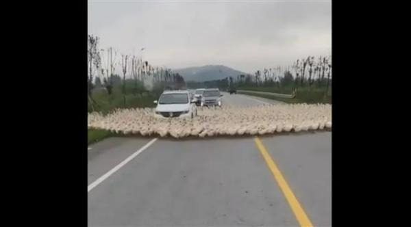 الظاهرة الغامضة لدوران الحيوانات.. فيديو جديد لبط يسير في شكل دائري بالأردن