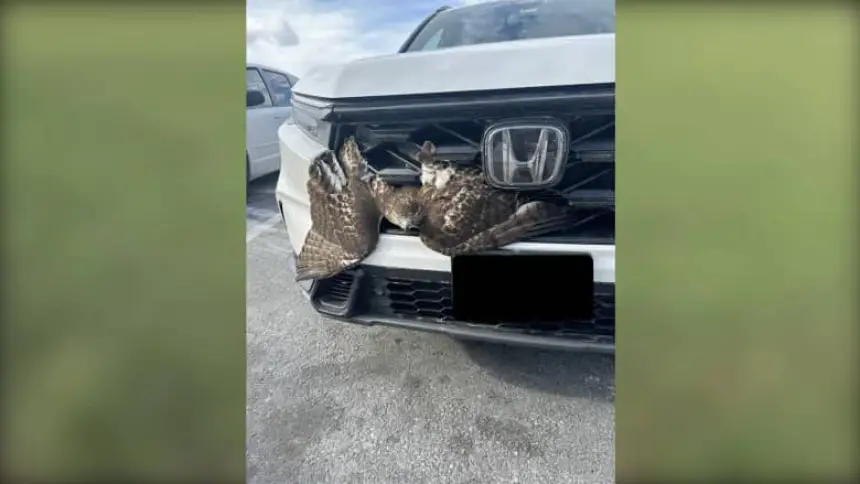 بالفيديو...حادثة غريبة.. نسر عملاق  يعلق في الشبك الأمامي لسيارة