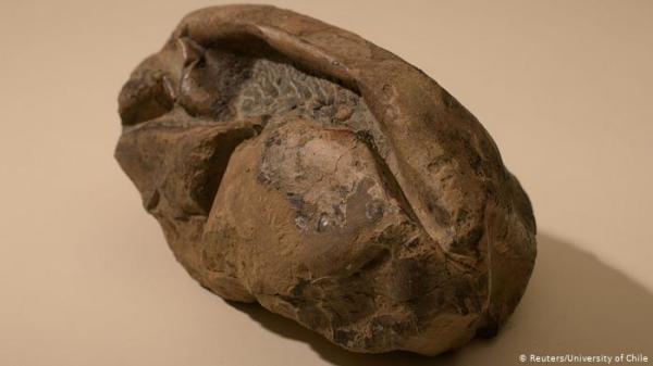 حل لغز "بيضة" حجرية عمرها 66 مليون عام