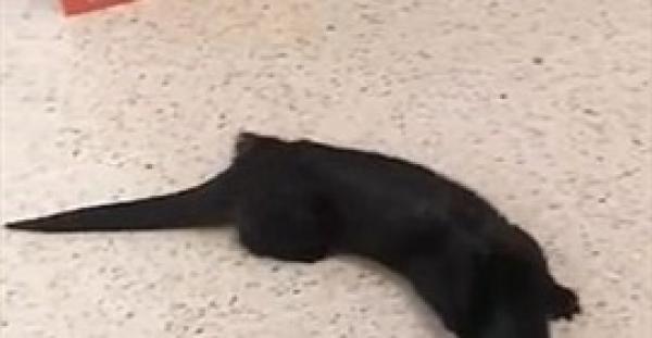 بالفيديو والصور.. ثعلب الماء يقتحم متجرا ويعض رجلا