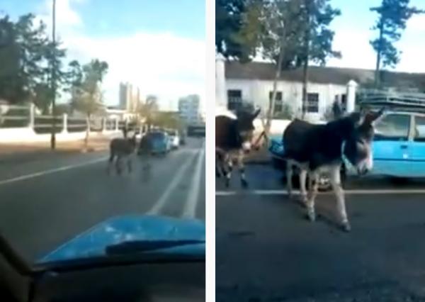 حمير تجوب الشوارع وتعرقل حركة المرور بالحسيمة