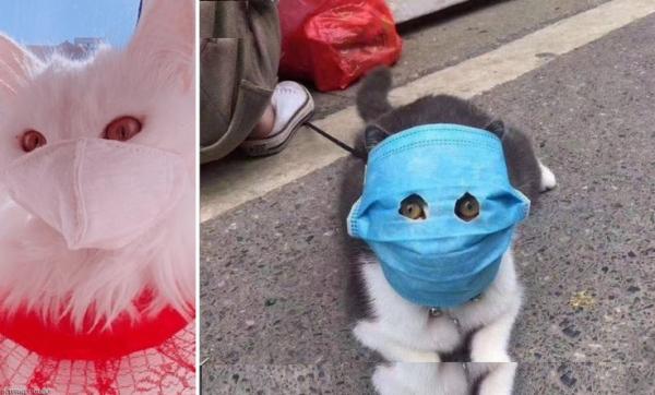 خوفا من "كورونا"..صينيون يضعون الأقنعة الطبية الواقية على وجوه قططهم الأليفة
