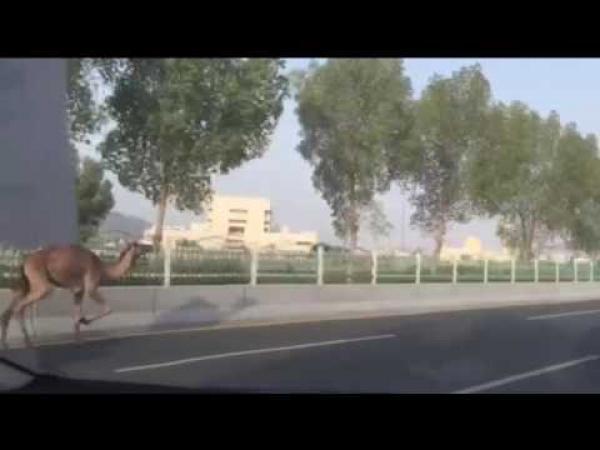 بالفيديو: سباق ماراثوني بين جمل سائب وسيارات