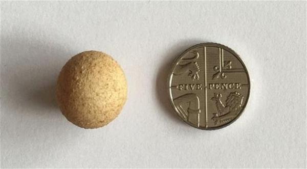 بالصور: دجاجة تضع أصغر بيضة في العالم