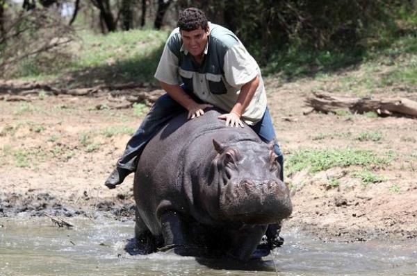 أربعيني يلقى حتفه بعد تعرضه لهجوم من فرس نهر قام بتربيته كحيوان أليف