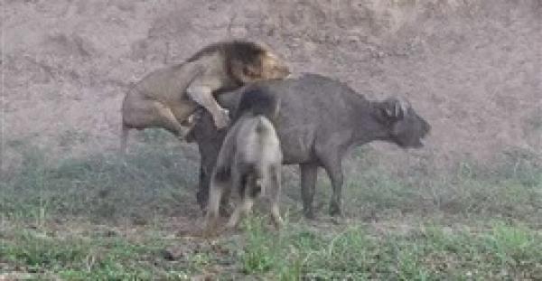 بالفيديو والصور.. «جاموسة» تنجو من فك أسود بأعجوبة